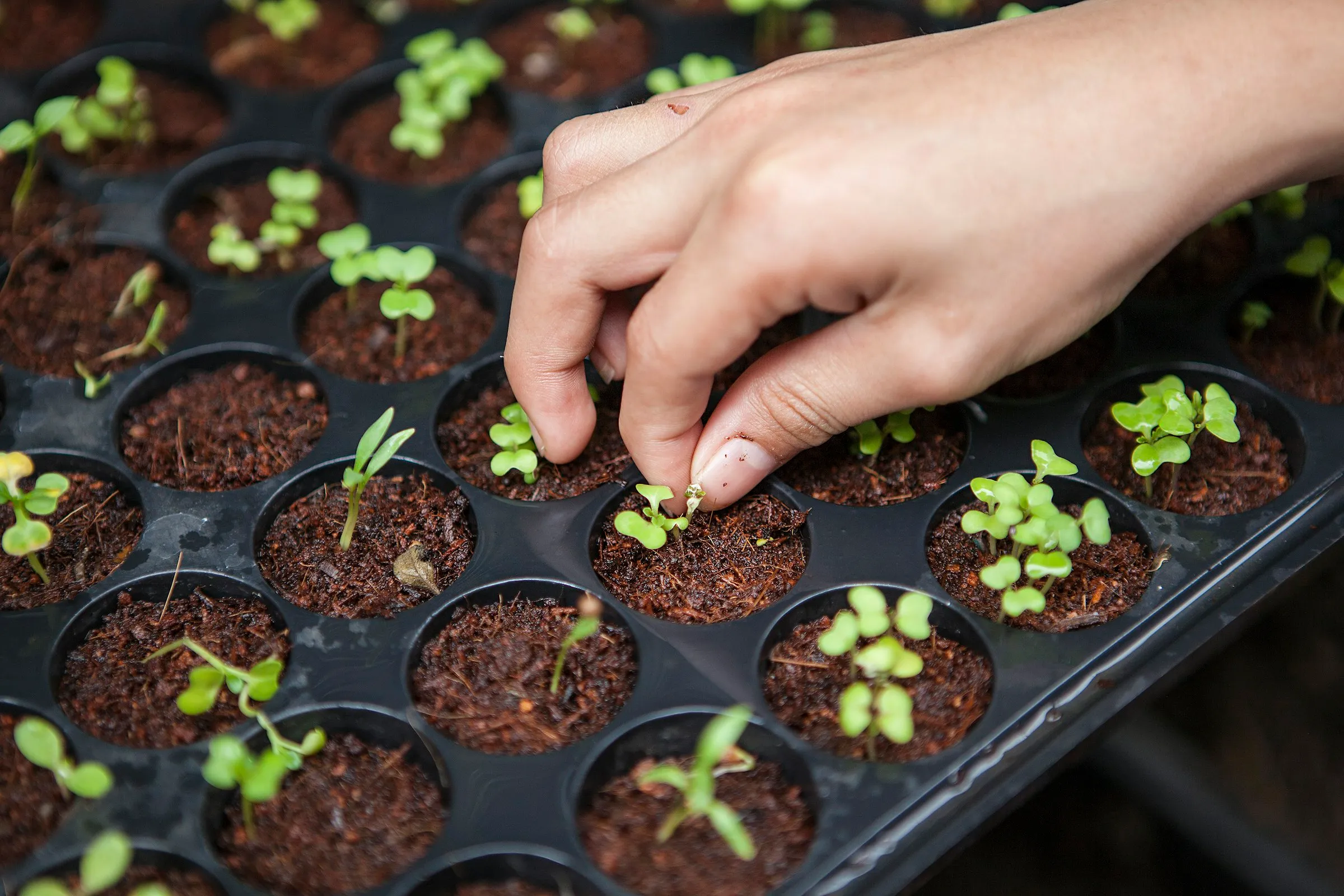 Greenhouse operations for controlled-environment agriculture