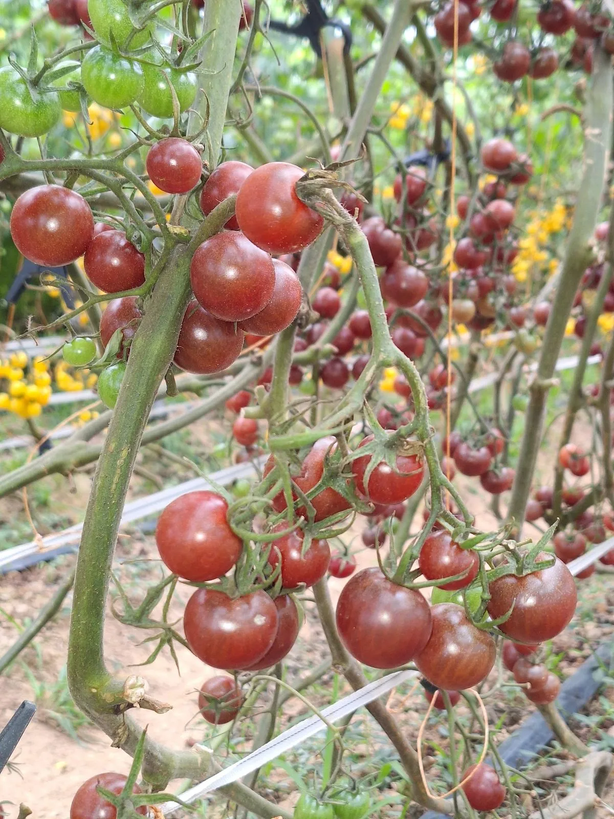 滴灌管上方藤蔓結滿深紫紅色車厘茄