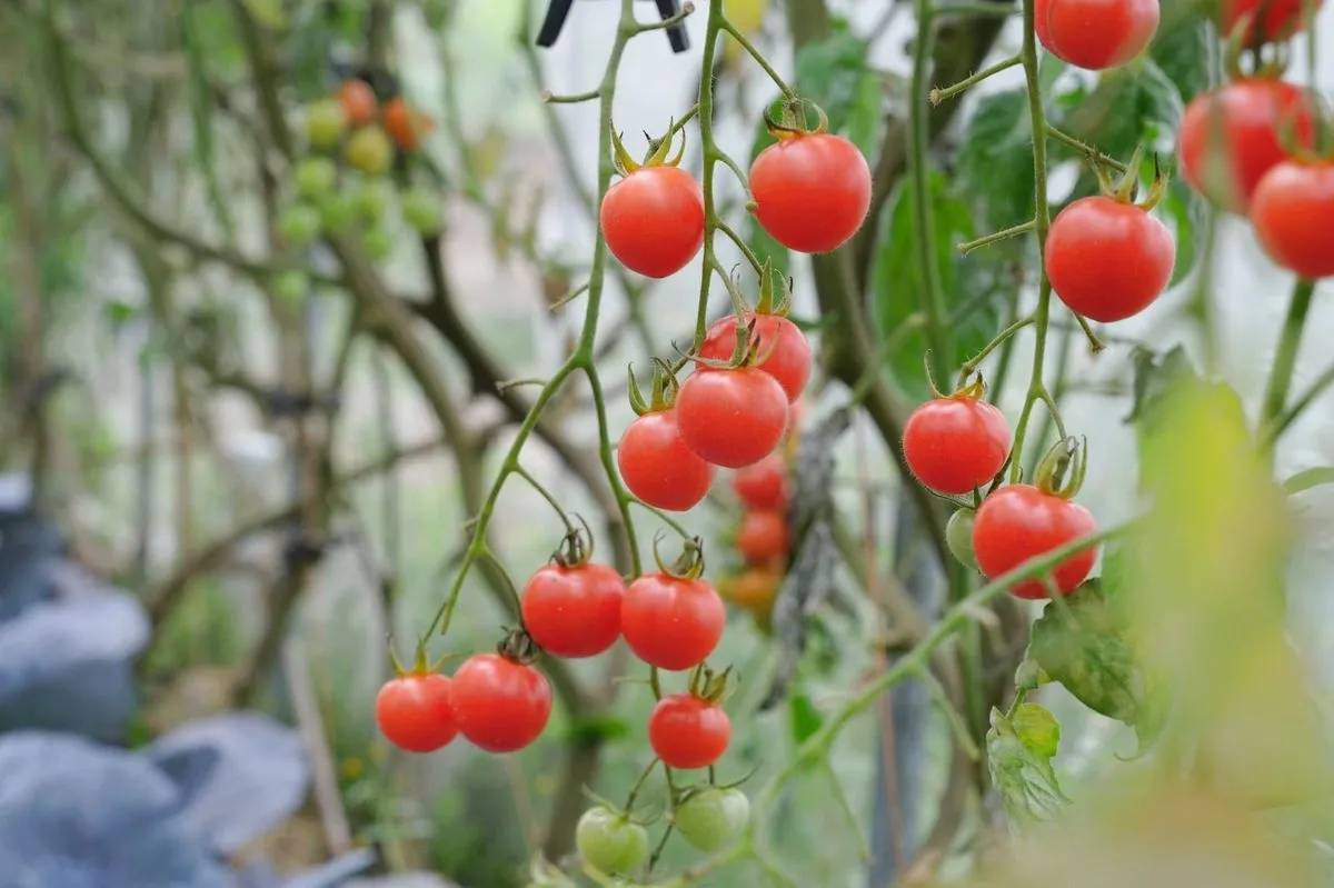 A truss of cherry tomatoes ripening on the vine at Hung Yat's Yuen Long site
