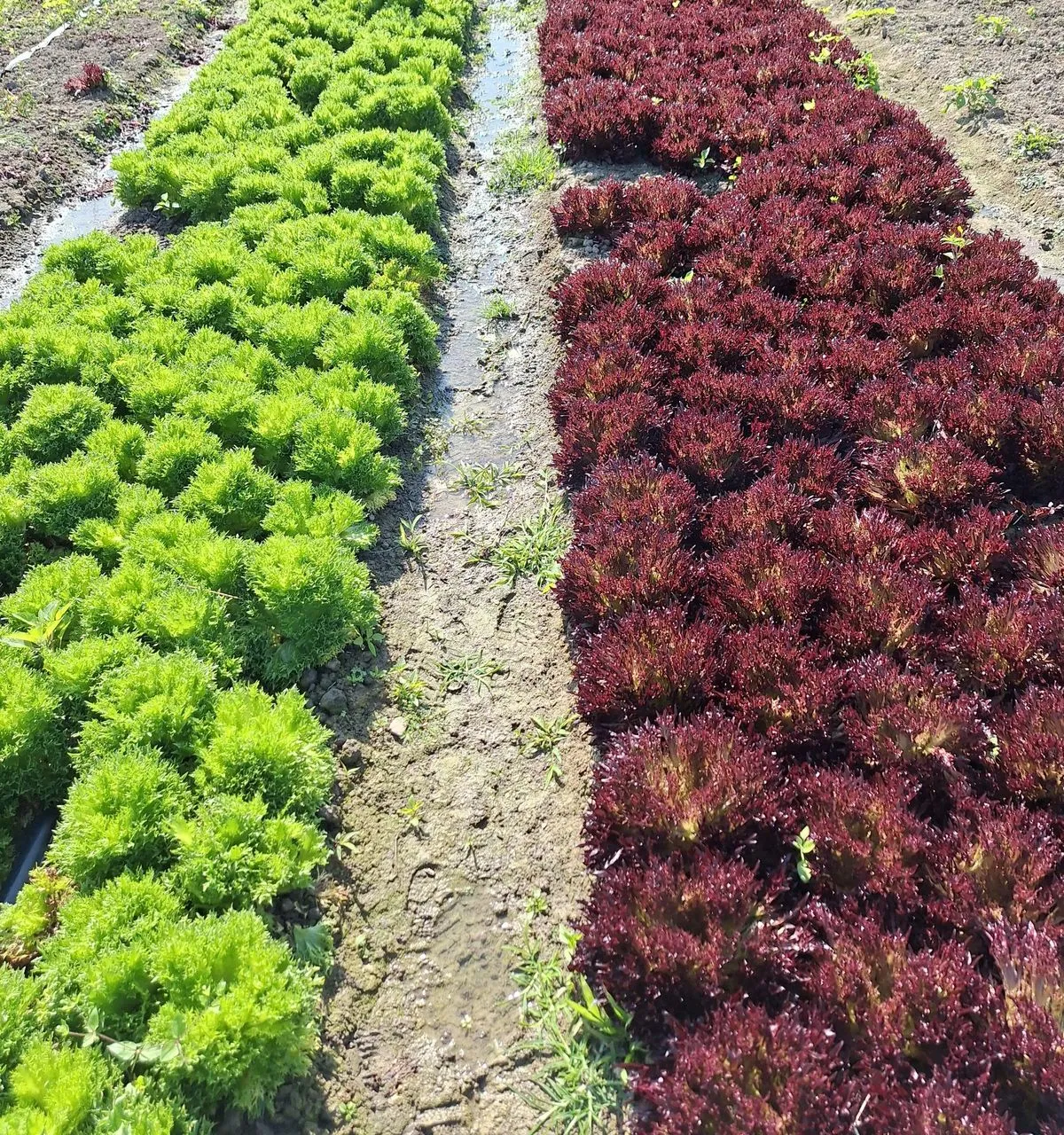 Two field beds of green and red-coral lettuce growing side by side in open soil