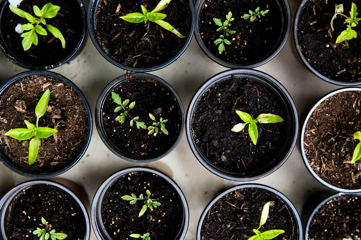 Seedlings growing in regenerative soil